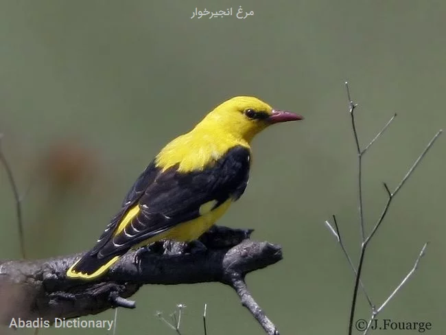 مرغ انجیرخوار